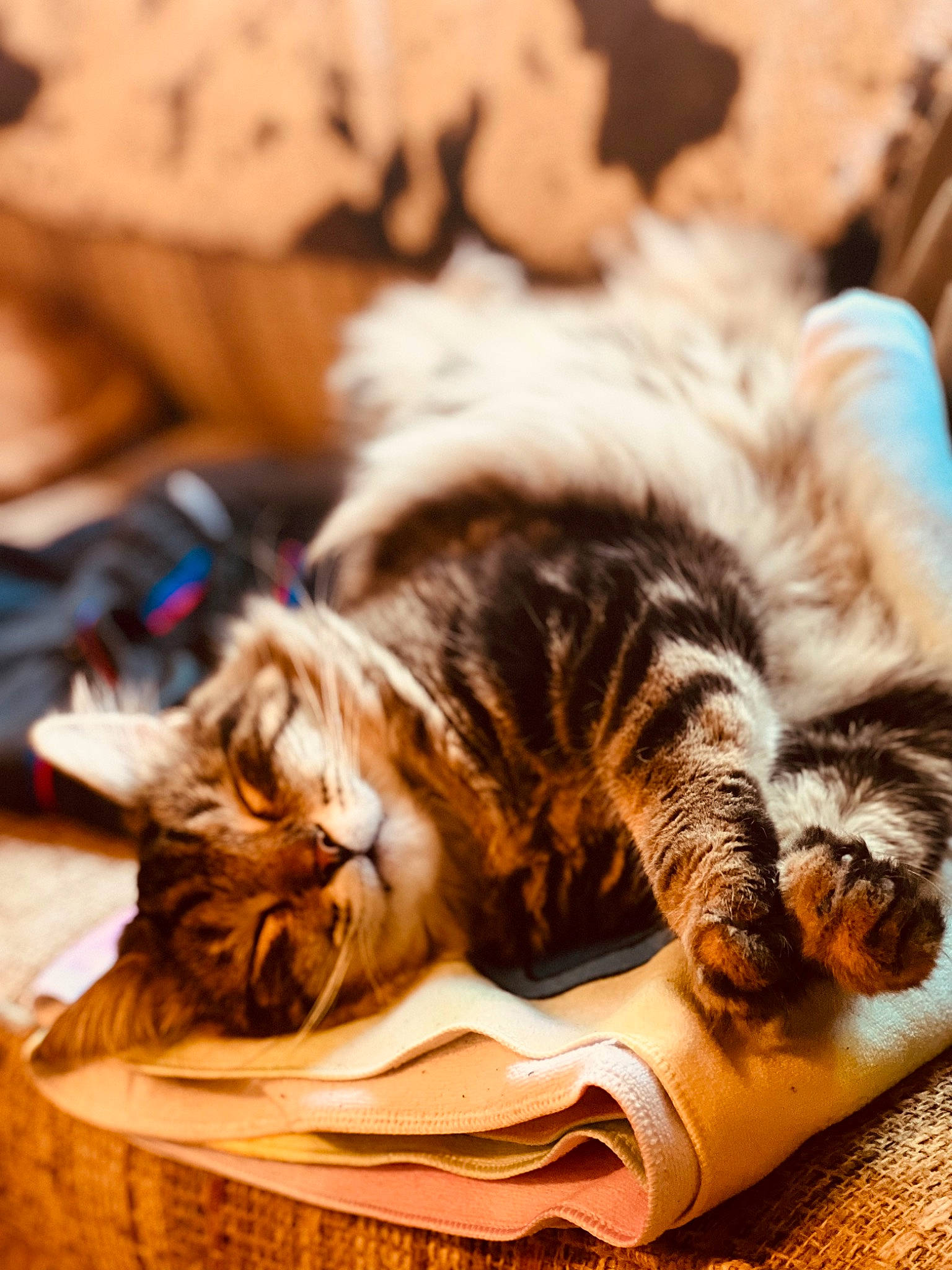 Nala is registered to the contest to win money with this photo: carnivore, cat, claw, comfort, domestic_short_haired_cat, felidae, fur, nap, paw, publication, sleep, small_to_medium_sized_cats, whiskers, wood