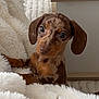 Sky participe au concours pour gagner de l'argent avec cette photo : dog, puppy, dachshund, small_dog, pet, cute, fluffy, blanket, indoor, portrait, close_up, brown_fur, dappled, big_eyes, ear, wooden_table, cozy, looking_up, sitting, living_room
