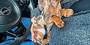 Sky participe au concours pour gagner de l'argent avec cette photo : puppy, dachshund, dog, dappled_coat, puppy_face, car_interior, steering_wheel, mini_logo, person_hand, lap, coat, jeans, seat, leash, harness, paw, nails, close_up, cute, dashboard