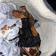 Sky a rejoint le concours — aidez-le/la à gagner de superbes lots ! dog, puppy, dachshund, sleeping, blanket, coat, jacket, paw, snout, fur, cozy, pet_bed, bedding, nap, indoor, flash_photography, close_up, small_dog, brown_spotted, car_seat