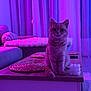 Vegas participe au concours pour gagner de l'argent avec cette photo : cat, feline, pet, sitting, coffee_table, wooden_table, woven_placemat, bubble_candle, sofa, couch, throw_blanket, curtain, sheer_curtain, ambient_lighting, purple_lighting, neon_lighting, cozy, interior, portrait, whiskers