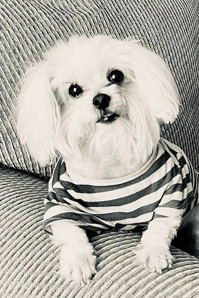 Molly is registered to the contest to win money with this photo: black_and_white, canidae, carnivore, companion_dog, dog, dog_breed, dog_clothes, dog_supply, fur, hair, head, monochrome, monochrome_photography, snout, sporting_group, style, toy_dog, whiskers, white, working_animal