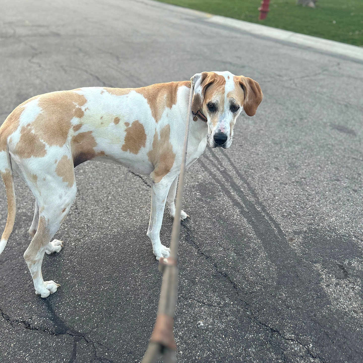 Penny joined the competition — help win amazing prizes! accessories, animal, canine, city, dog, firehydrant, hound, hydrant, leash, person, pet, pointer, road, strap, street, tar, tarmac, urban, walking, walkingdog