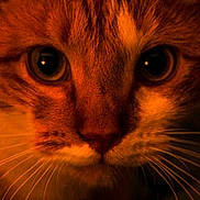 Tigrou a rejoint le concours — aidez-le/la à gagner de superbes lots ! cat, close_up, face, whiskers, eyes, orange_light, pet, feline, animal, portrait, curious, warm_tone, fur, muzzle, indoor, cute, soft_light, macro, domestic_animal, focused