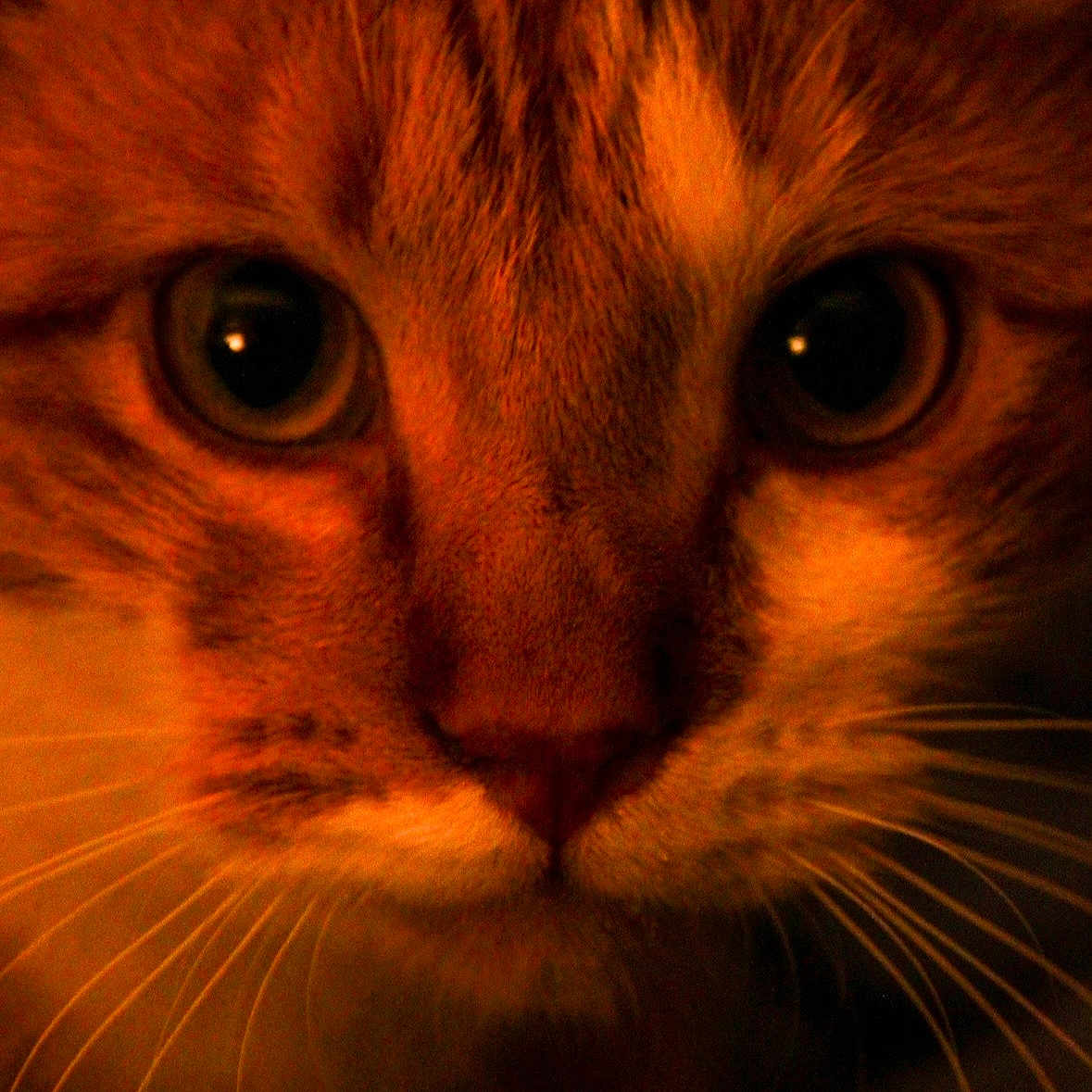 Tigrou a rejoint le concours — aidez-le/la à gagner de superbes lots ! cat, close_up, face, whiskers, eyes, orange_light, pet, feline, animal, portrait, curious, warm_tone, fur, muzzle, indoor, cute, soft_light, macro, domestic_animal, focused