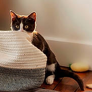 Arsène a rejoint le concours — aidez-le/la à gagner de superbes lots ! cat, tuxedo_cat, pet, animal, feline, wide_eyed, peeking, basket, woven_basket, wooden_floor, bed, blanket, indoors, home, cozy, warm_lighting, sunlight, tail, black_and_white, portrait