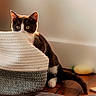 cat, tuxedo_cat, pet, animal, feline, wide_eyed, peeking, basket, woven_basket, wooden_floor, bed, blanket, indoors, home, cozy, warm_lighting, sunlight, tail, black_and_white, portrait