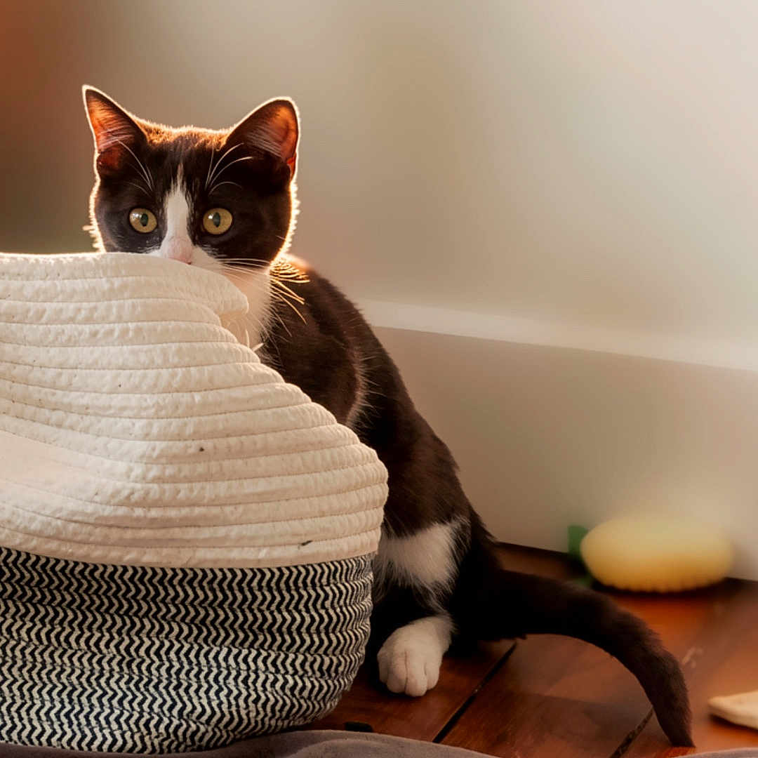 Arsène a rejoint le concours — aidez-le/la à gagner de superbes lots ! cat, tuxedo_cat, pet, animal, feline, wide_eyed, peeking, basket, woven_basket, wooden_floor, bed, blanket, indoors, home, cozy, warm_lighting, sunlight, tail, black_and_white, portrait