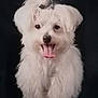 animal, canine, cute, dog, domestic_animal, fluffy, friendly, fur, happy, indoor, mammal, pet, playful, portrait, sitting, smiling, studio, tongue_out, white, young