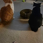 Mouse Elvis joined the competition — help win amazing prizes! animal, back_view, black_and_white_cat, carpet, cat, cat_toys, cats, cozy, domestic, feline, floor, furniture, home, indoor, orange_cat, pair, pets, resting, sitting, slippers