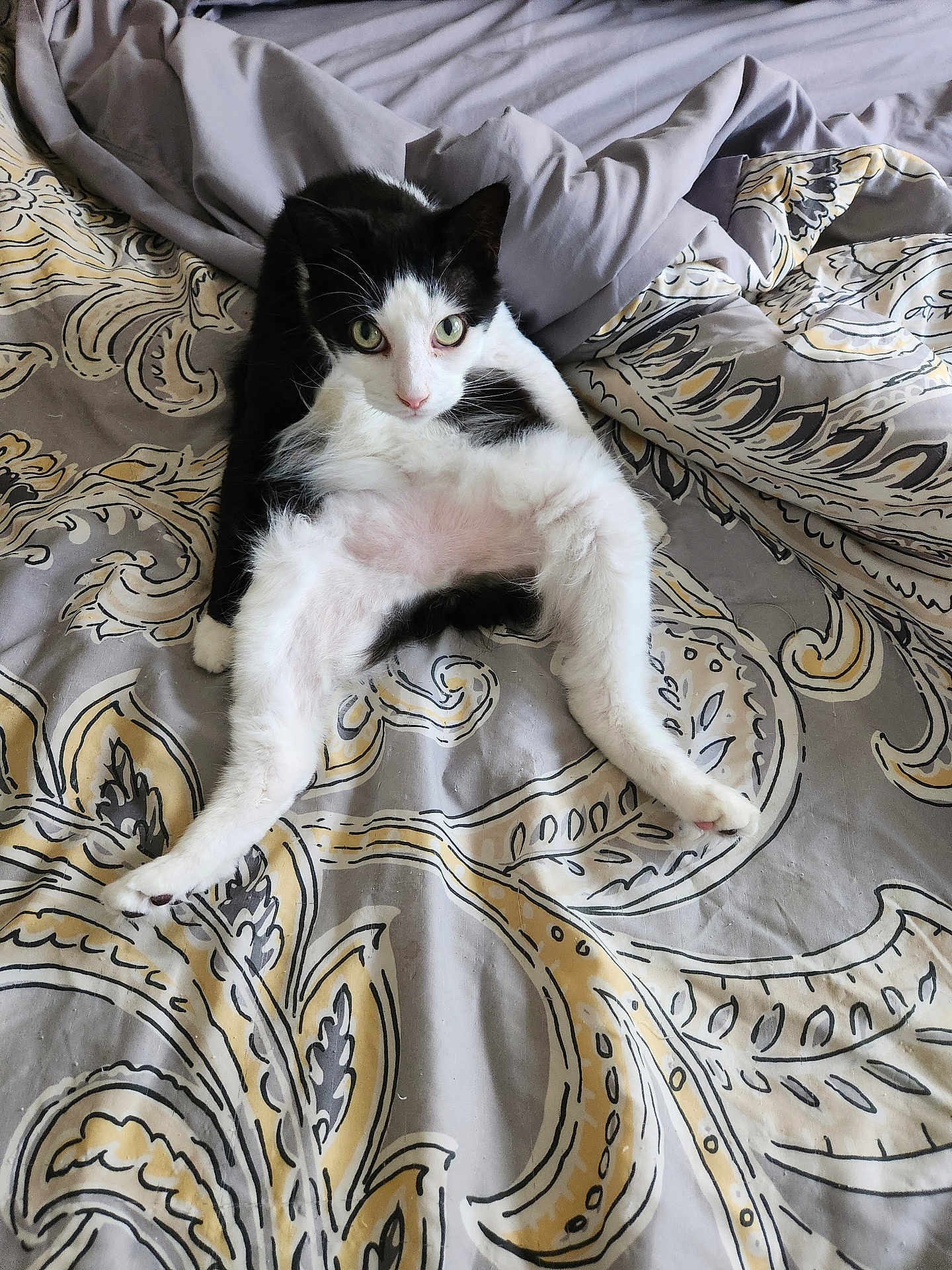 Elvis is registered to the contest to win money with this photo: cat, black_and_white_cat, tuxedo_cat, pet, bedding, duvet, patterned_sheet, bed, green_eyes, paws, whiskers, ears, fur, indoor, lounging, stretched_legs, playful, portrait, domestic, cozy