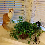 Mouse joined the competition — help win amazing prizes! cat, windowsill, plant, indoor, greenery, orange_cat, white_blinds, potted_plant, wallpaper, cozy, feline, pet, houseplant, window, curtain, home, animal, domestic, blur, decor