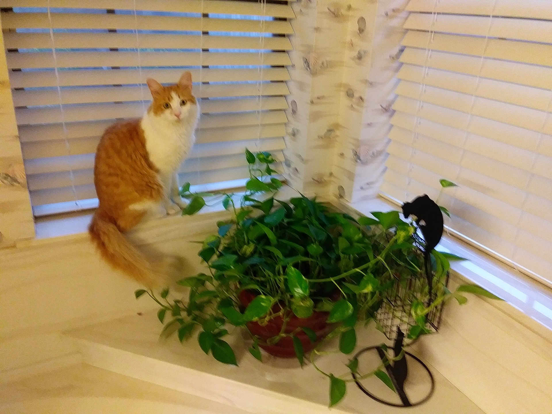 Mouse joined the competition — help win amazing prizes! cat, windowsill, plant, indoor, greenery, orange_cat, white_blinds, potted_plant, wallpaper, cozy, feline, pet, houseplant, window, curtain, home, animal, domestic, blur, decor