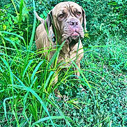 Stella joined the competition — help win amazing prizes! dog, canine, outdoor, grass, greenery, foliage, nature, animal, pet, brown_dog, muzzle, ears, alert, standing, collar, snout, leaves, plants, wild, summer