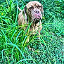 dog, canine, outdoor, grass, greenery, foliage, nature, animal, pet, brown_dog, muzzle, ears, alert, standing, collar, snout, leaves, plants, wild, summer