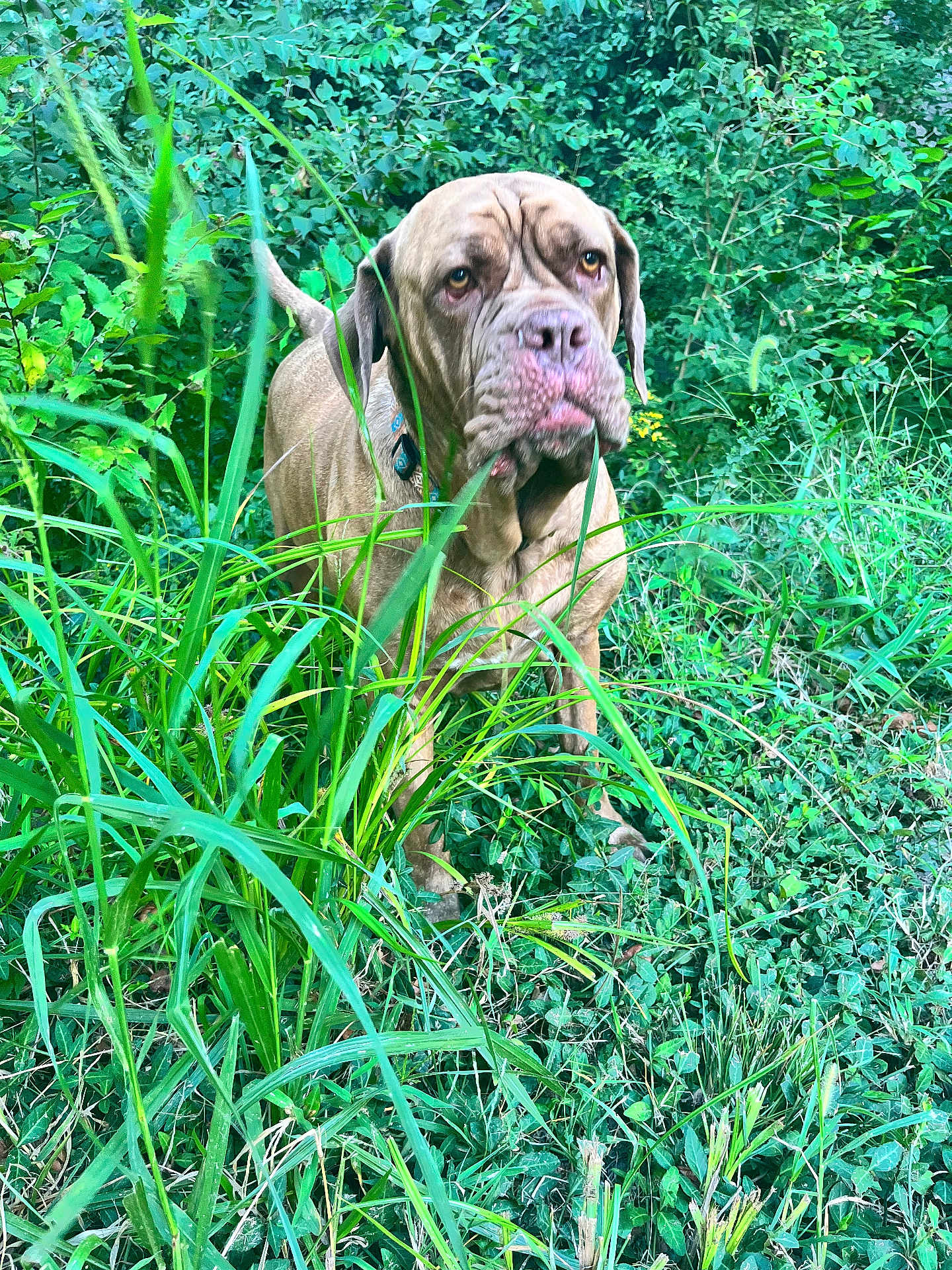 Stella