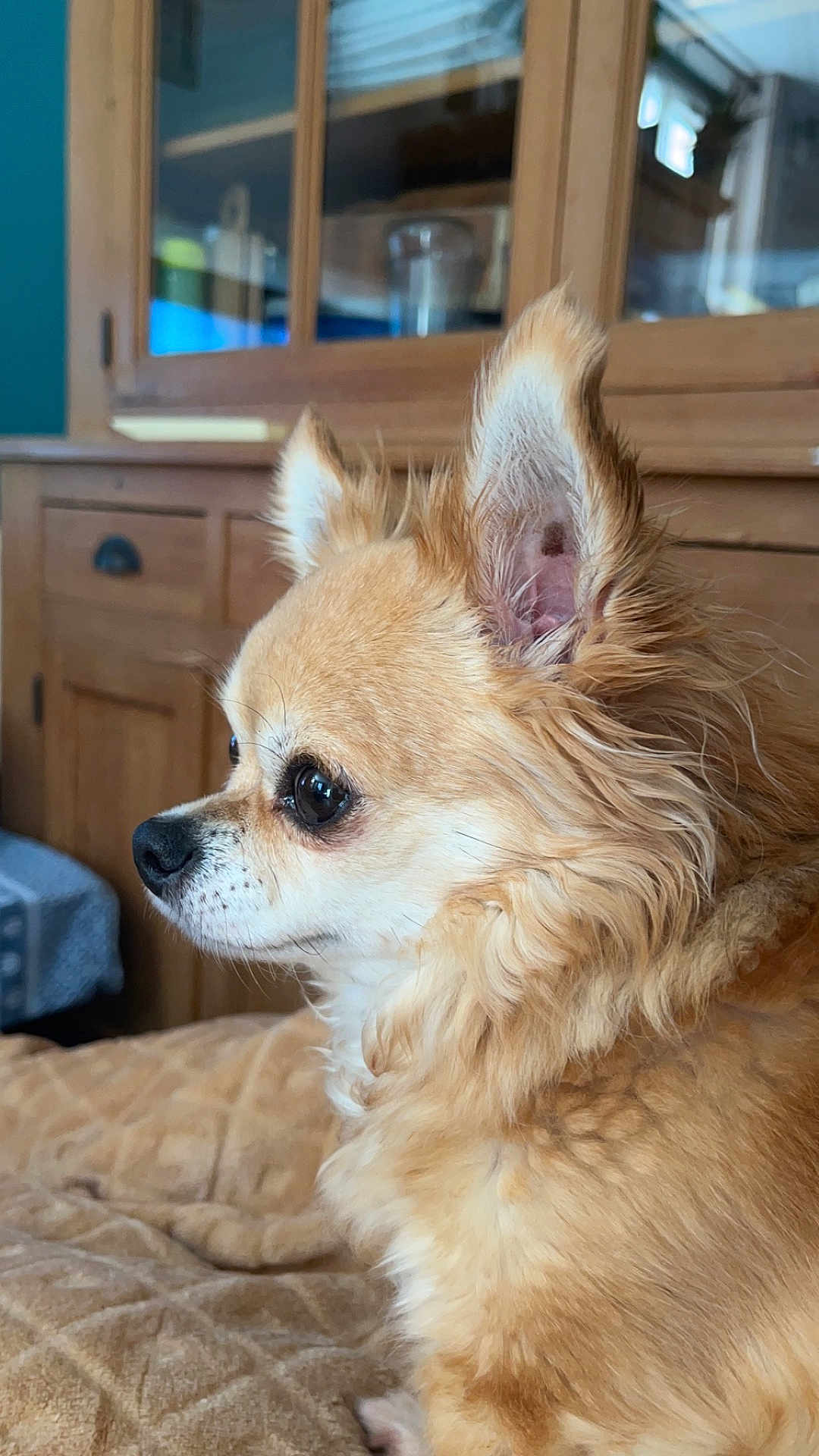 Lylie participe au concours pour gagner de l'argent avec cette photo : dog, chihuahua, small_dog, side_profile, pet, indoor, fur, brown_fur, ears, cute, animal, domestic_animal, wooden_furniture, blanket, cozy, close_up, portrait, companion, house, relaxed