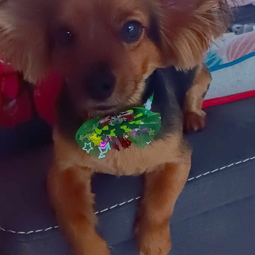 Laurence Binchi participe au concours pour gagner de l'argent avec cette photo : animal, birthdaycake, cake, canine, chihuahua, cockerspaniel, couch, cream, dessert, dog, food, furniture, homedecor, hound, icing, papillon, pet, puppy, sweets, terrier