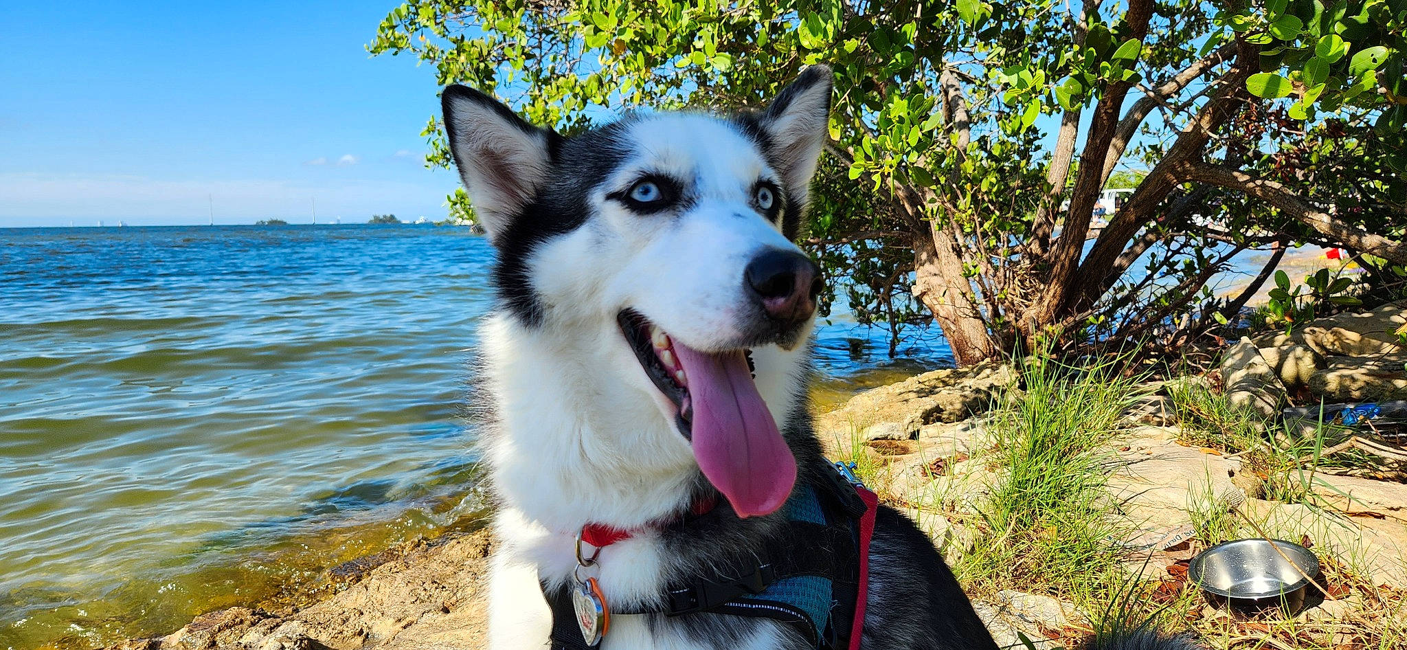 Skyy joined the competition — help win amazing prizes! canidae, canis, carnivore, collar, companion_dog, dog, dog_breed, dog_collar, fur, jaw, plant, siberian_husky, sky, sled_dog, snout, sporting_group, tree, water, working_animal, working_dog