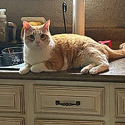 Peach joined the competition — help win amazing prizes! cat, orange_cat, white_cat, kitchen, countertop, paper_towel, glass_bowl, soap_dispenser, window, curious, pet, domestic_animal, feline, indoor, relaxed, fur, whiskers, ears, paws, household