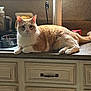 cat, orange_cat, white_cat, kitchen, countertop, paper_towel, glass_bowl, soap_dispenser, window, curious, pet, domestic_animal, feline, indoor, relaxed, fur, whiskers, ears, paws, household