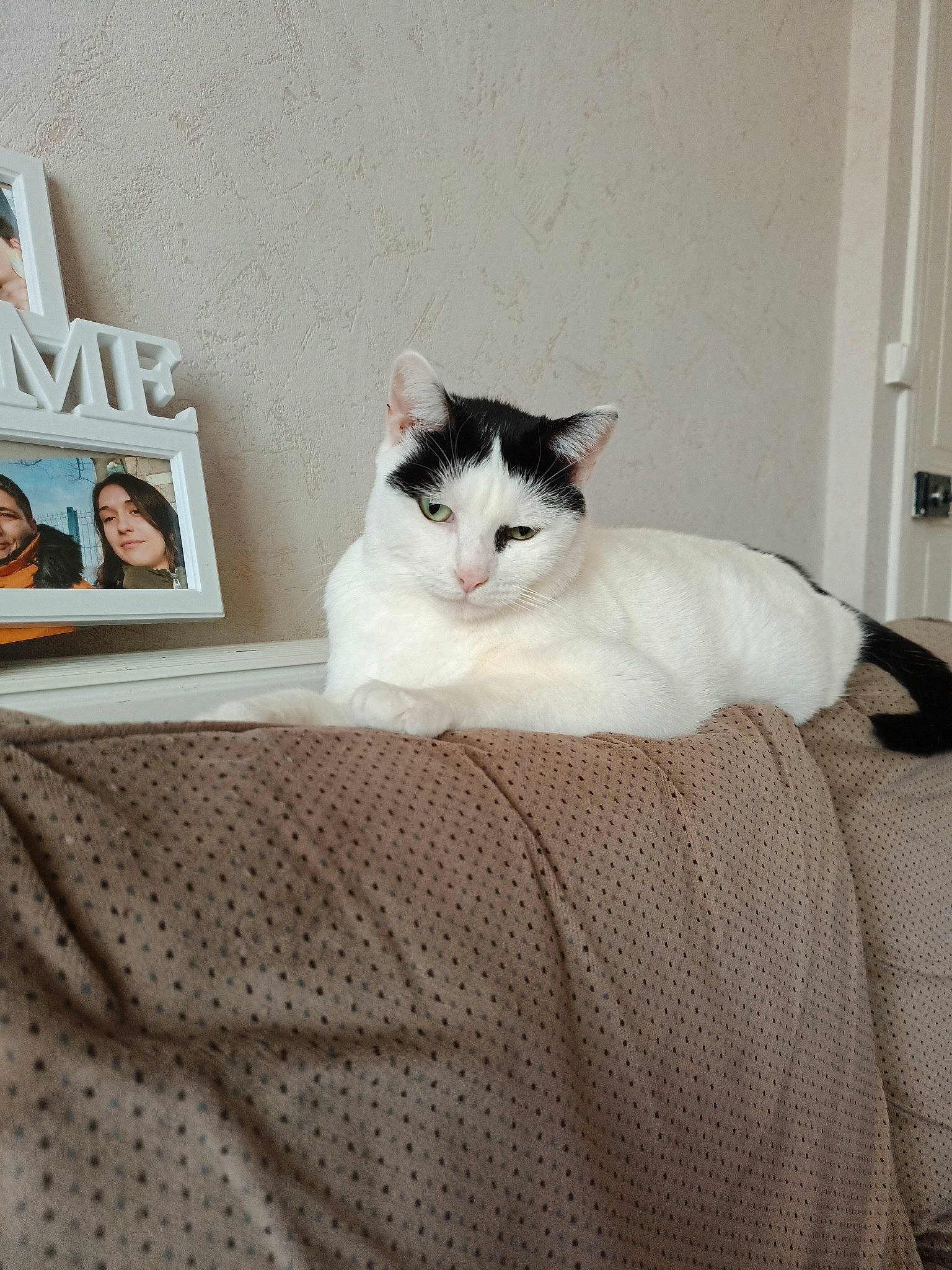 Denver a rejoint le concours — aidez-le/la à gagner de superbes lots ! bed_sheet, bedding, carnivore, cat, comfort, domestic_short_haired_cat, door, felidae, flooring, fur, grey, hardwood, linens, paw, room, sitting, small_to_medium_sized_cats, tail, whiskers, wood