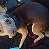 Kepa joined the competition — help win amazing prizes! animal, black, blanket, brown, canine, collar, companion, cute, dog, domestic_animal, ears, fur, indoor, leash, looking_up, lying_down, pet, small_dog, tail, tan