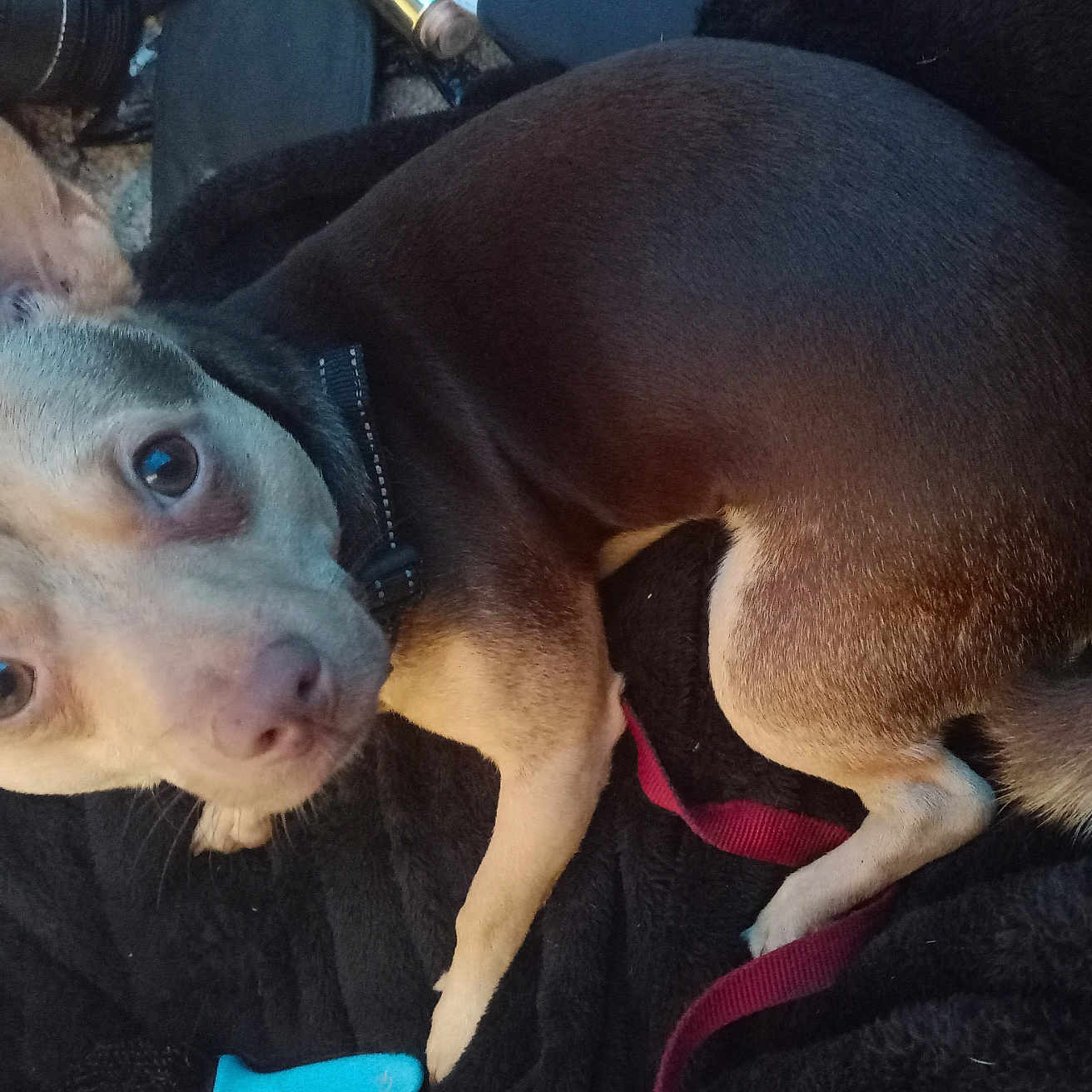 Kepa joined the competition — help win amazing prizes! animal, black, blanket, brown, canine, collar, companion, cute, dog, domestic_animal, ears, fur, indoor, leash, looking_up, lying_down, pet, small_dog, tail, tan