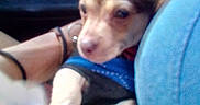 Kepa is registered to the contest to win money with this photo: arm, blur, bracelet, car_interior, chihuahua, close_up, collar, cozy, dog, ears, fur, harness, passenger, paws, pet, portrait, puppy, seat, soft_focus, travel