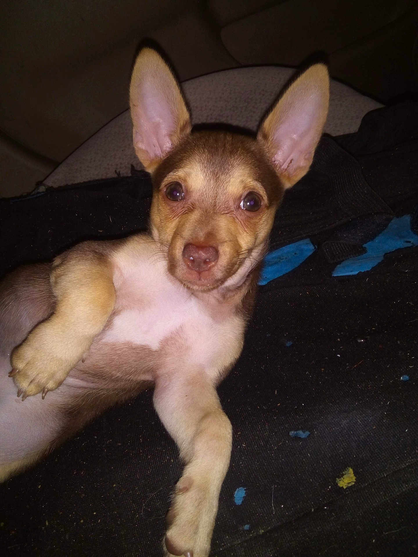 Kepa joined the competition — help win amazing prizes! adorable, animal, brown_fur, canine, close_up, cute, dog, domestic_animal, ears, fur, indoor, looking_at_camera, lying_down, pet, portrait, puppy, resting, small_dog, white_fur, young_dog