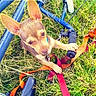 Kepa is registered to the contest to win money with this photo: bicycle, bicycle_handle, bike_frame, close_up, collar, cute, dog, ears, grass, leash, looking_up, orange_leash, outdoor, paws, playing, puppy, red_leash, small_dog, summer, young