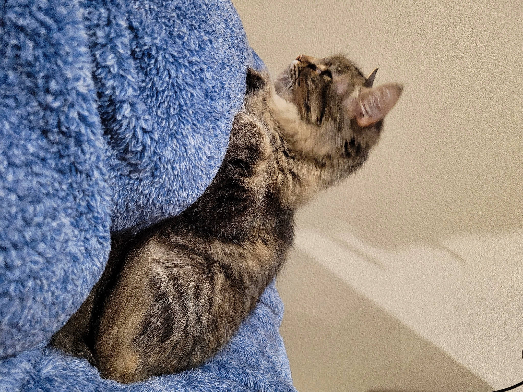 Skunky is registered to the contest to win money with this photo: carnivore, cat, claw, comfort, domestic_short_haired_cat, felidae, fur, grey, nap, paw, sitting, sleep, small_to_medium_sized_cats, snout, tail, terrestrial_animal, whiskers, wildlife, yawn