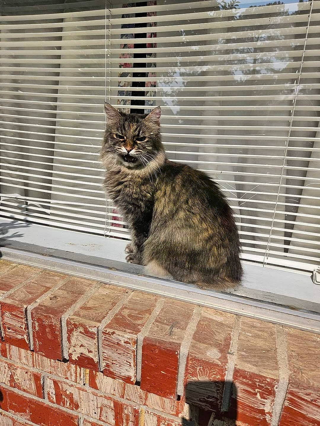 Skunky joined the competition — help win amazing prizes! animal_shelter, brick, brickwork, cage, carnivore, cat, domestic_short_haired_cat, felidae, fur, roof, sitting, small_to_medium_sized_cats, snout, tail, tree, whiskers, window, window_blind, window_covering, wood