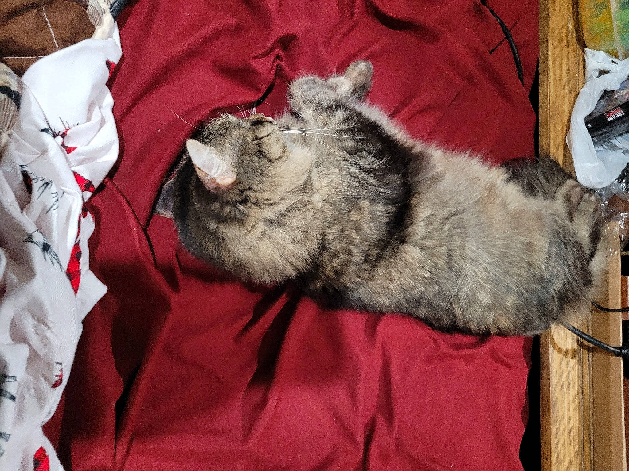 Skunky is registered to the contest to win money with this photo: canidae, carmine, carnivore, cat, claw, comfort, dog_breed, domestic_short_haired_cat, felidae, fur, grey, nap, paw, sleep, small_to_medium_sized_cats, snout, tail, terrestrial_animal, whiskers