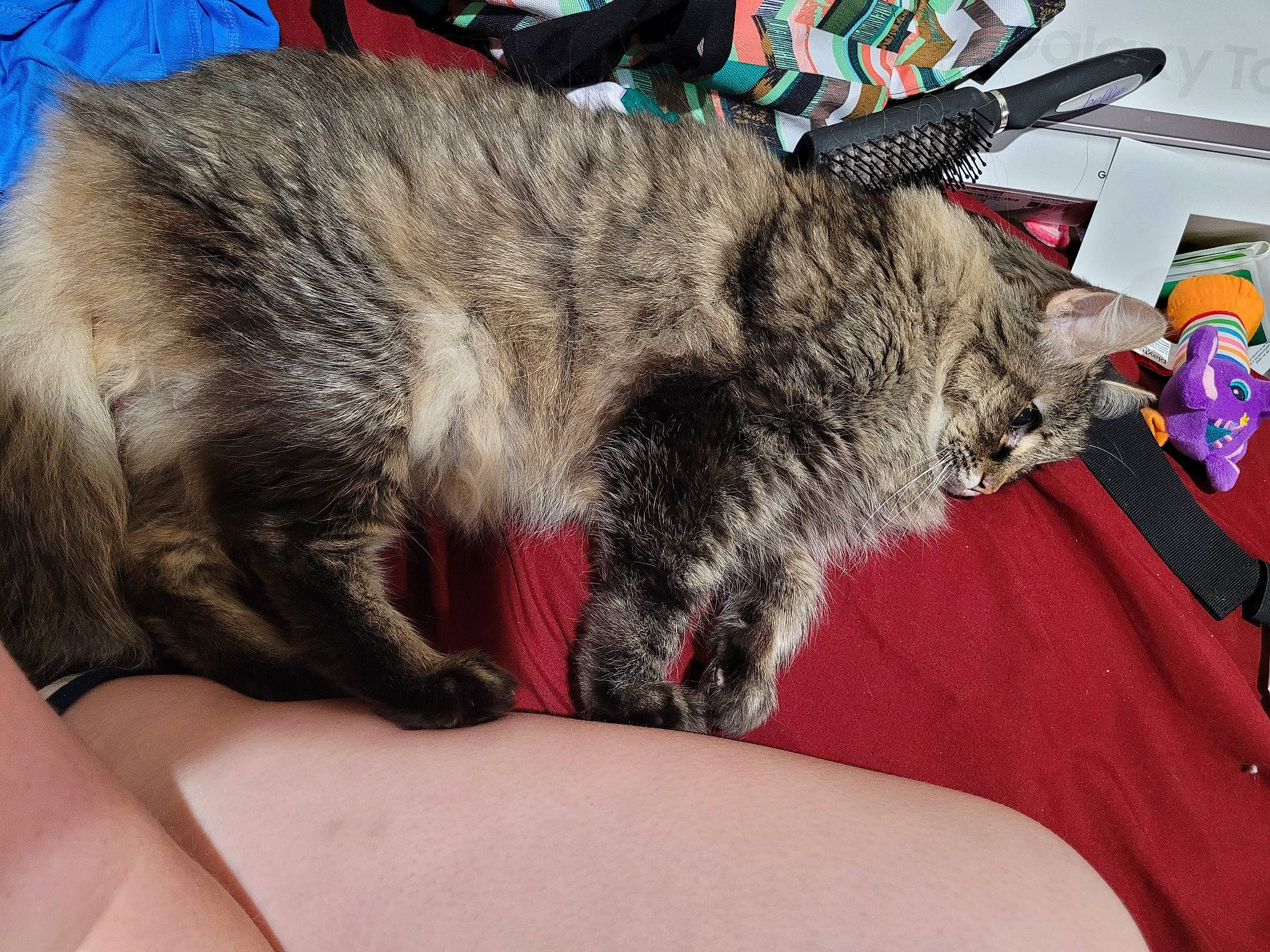 Skunky is registered to the contest to win money with this photo: canidae, carnivore, cat, claw, comfort, domestic_short_haired_cat, felidae, foot, fur, human_leg, lap, nap, paw, sleep, small_to_medium_sized_cats, snout, sporting_group, tail, whiskers