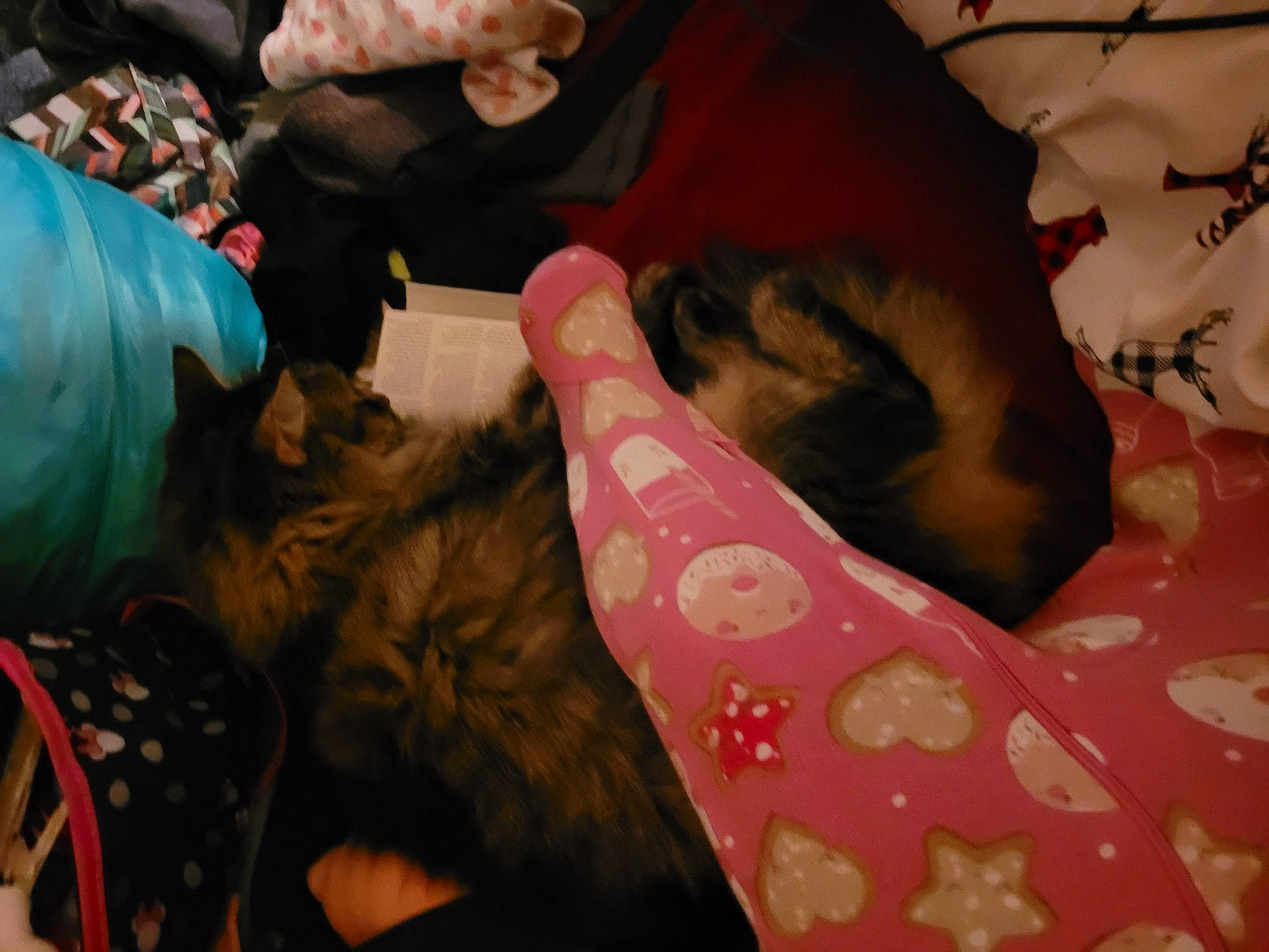 Skunky joined the competition — help win amazing prizes! bed, canidae, carnivore, comfort, companion_dog, couch, dog, dog_breed, ear, event, fawn, felidae, fur, interaction, linens, room, small_to_medium_sized_cats, sporting_group, textile, whiskers