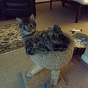 Luna is registered to the contest to win money with this photo: abyssinian, animal, architecture, armchair, building, cat, chair, couch, cushion, furniture, homedecor, indoors, interiordesign, kitten, livingroom, manx, pet, room, table, wood