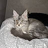 Adolf participe au concours pour gagner de l'argent avec cette photo : cat, gray_cat, white_cat, fluffy, pet, animal, indoor, bed, blanket, patterned_blanket, resting, relaxed, fur, whiskers, ears, eyes, tail, cute, domestic_animal, feline
