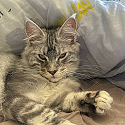 Adolf a rejoint le concours — aidez-le/la à gagner de superbes lots ! cat, tabby_cat, pet, feline, animal, indoor, bed, pillow, fur, whiskers, relaxed, stretching, cute, sleepy, cozy, domestic, soft, resting, closeup, paw