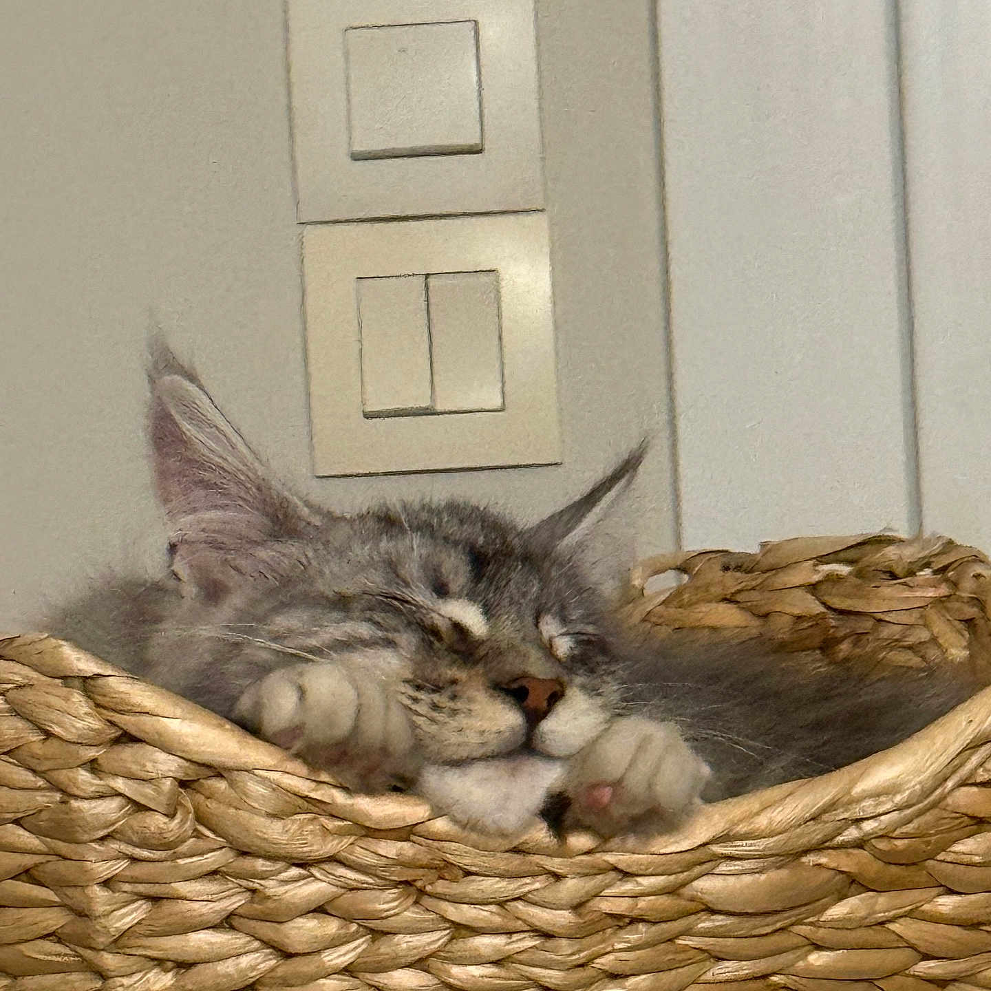 Adolf participe au concours pour gagner de l'argent avec cette photo : cat, sleeping, basket, woven_basket, cozy, gray_tabby, paws, indoor, resting, nap, fur, cute, pet, domestic_animal, close_up, relaxation, quiet, peaceful, animal, home
