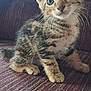 kitten, tabby, cat, pet, animal, feline, young, cute, sitting, whiskers, ears, eyes, fur, indoor, closeup, texture, couch, striped, small, curious