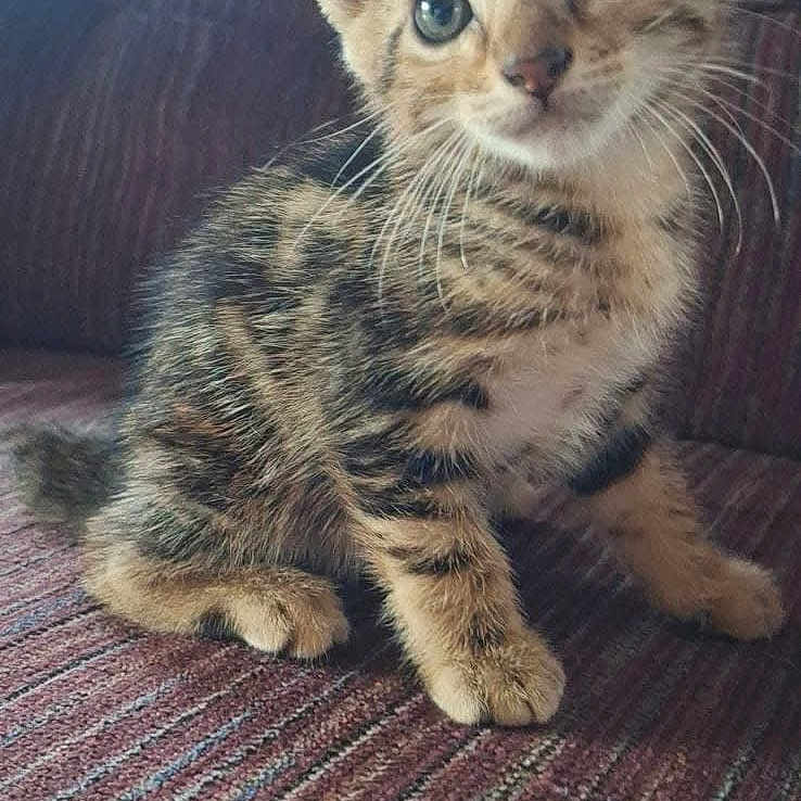 Max is registered to the contest to win money with this photo: animal, cat, closeup, couch, curious, cute, ears, eyes, feline, fur, indoor, kitten, pet, sitting, small, striped, tabby, texture, whiskers, young
