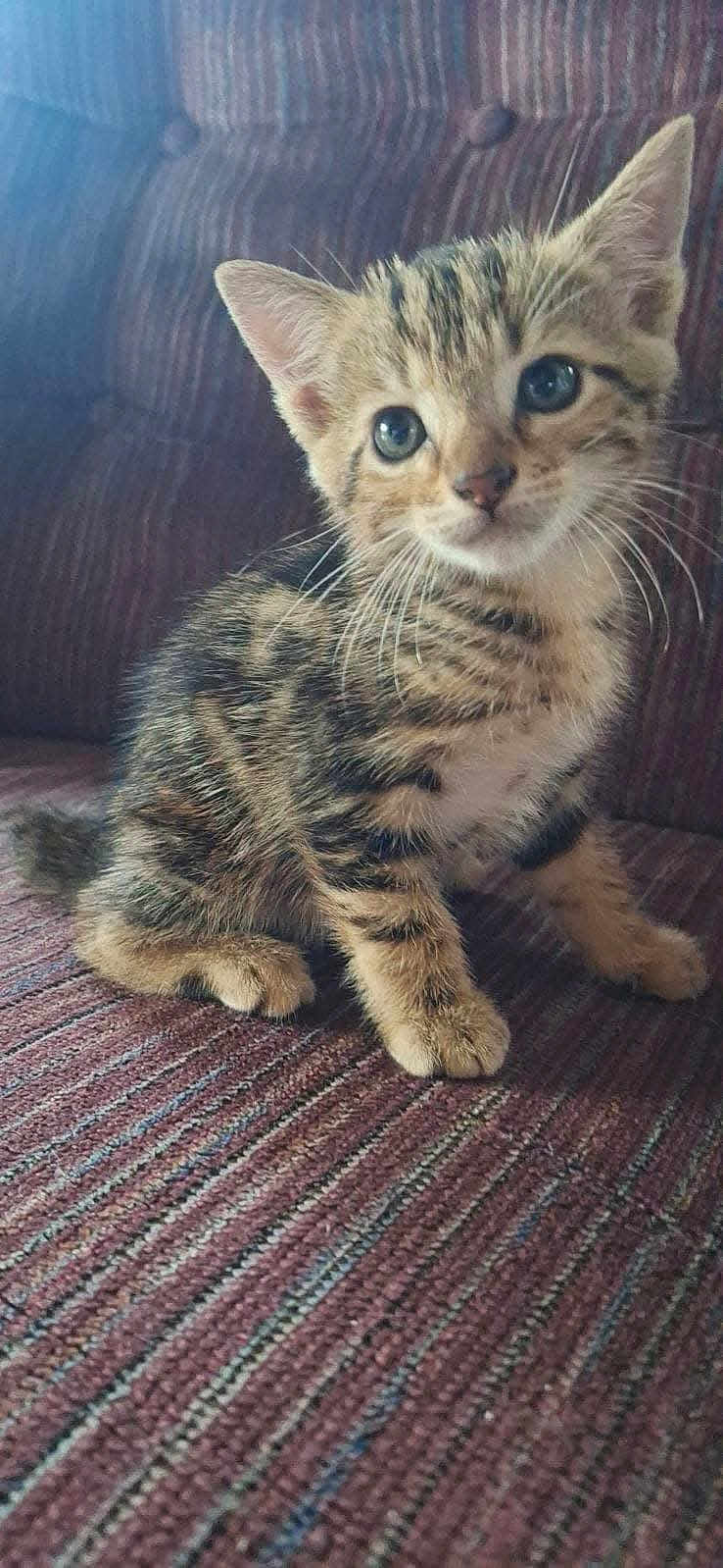 Max