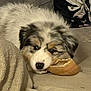 dog, puppy, australian_shepherd, merle, bagel, bread, chewing, blanket, couch, pillow, fur, nose, eyes, pet, indoor, close_up, resting, snacking, cozy, cute