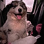dog, puppy, australian_shepherd, vehicle_interior, car_window, backseat, seat, fluffy, fur, tongue_out, happy, smiling, toy, stuffed_toy, pink, blanket, bag, travel, close_up, cozy