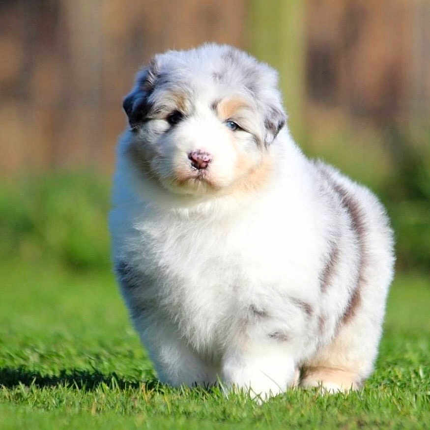 Simone a rejoint le concours — aidez-le/la à gagner de superbes lots ! animal, closeup, cute, dog, eyes, field, fluffy, furry, grass, merle_pattern, nature, nose, outdoor, pet, portrait, puppy, small, standing, sunlight, young_dog