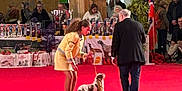 Harry participe au concours pour gagner de l'argent avec cette photo : dog, spaniel, handler, judge, dog_show, trophies, red_carpet, audience, indoor, competition, leash, ribbon, flag, presentation, judge_table, crowd, exhibitor, award, stage, event