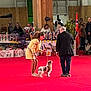 dog, spaniel, handler, judge, dog_show, trophies, red_carpet, audience, indoor, competition, leash, ribbon, flag, presentation, judge_table, crowd, exhibitor, award, stage, event