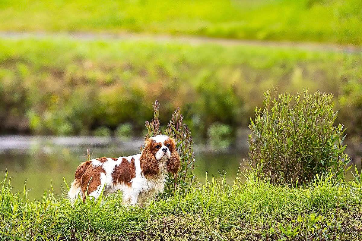 Harry a rejoint le concours — aidez-le/la à gagner de superbes lots ! dog, cavalier_king_charles_spaniel, pet, animal, outdoor, grass, pond, water, brown_and_white, fur, long_ears, small_dog, bush, greenery, portrait, standing, looking, muzzle, water_edge, nature