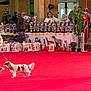 Harry a rejoint le concours — aidez-le/la à gagner de superbes lots ! dog, spaniel, dog_show, handler, judge, trophies, red_carpet, audience, crowd, indoor, exhibition, leash, walking, competition, ring, decorations, potted_plant, flag, woman, man